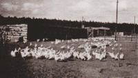Hühnerfarm von Baumeister Michi aus Leipzig